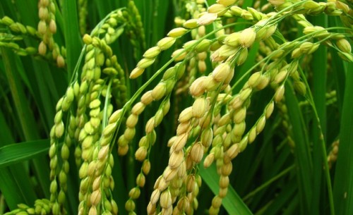 �ҹ�ˮ���Ŵ��������ּ������ͻ��