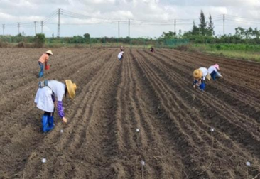 �����ӽ�ˮ����ֲ����